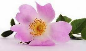 Salute e Benessere - Benefici Olio di rosa mosqueta