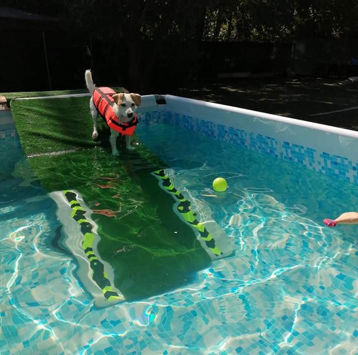 Summerzel splashedition: la piscina propriocettiva per cani – Senza Linea
