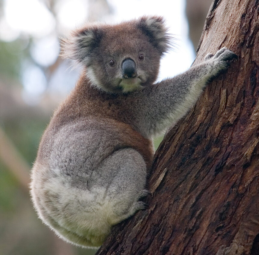 Australia